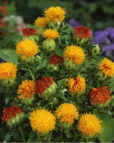 Carthamus tinctorius orange4